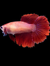 Load image into Gallery viewer, TOP GRADE Female Halfmoon - Super Red #054 - Live Betta Fish
