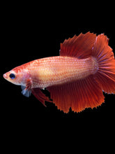 Load image into Gallery viewer, TOP GRADE Female Halfmoon - Super Red #054 - Live Betta Fish
