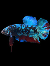 Load image into Gallery viewer, GIANT Male Halfmoon Plakat - Blue Avatar #058 - Live Betta Fish
