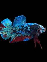Load image into Gallery viewer, GIANT Male Halfmoon Plakat - Blue Avatar #058 - Live Betta Fish
