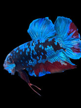 Load image into Gallery viewer, GIANT Male Halfmoon Plakat - Blue Avatar #058 - Live Betta Fish

