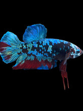 Load image into Gallery viewer, GIANT Male Halfmoon Plakat - Blue Avatar #058 - Live Betta Fish
