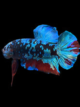 Load image into Gallery viewer, GIANT Male Halfmoon Plakat - Blue Avatar #058 - Live Betta Fish
