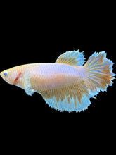 Load image into Gallery viewer, TOP GRADE Female Rosetail - Gold #064 - Live Betta Fish
