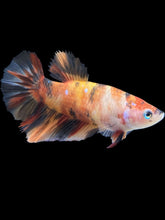 Load image into Gallery viewer, TOP GRADE Female Halfmoon - Galaxy #066 - Live Betta Fish
