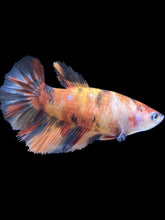 Load image into Gallery viewer, TOP GRADE Female Halfmoon - Galaxy #066 - Live Betta Fish
