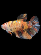 Load image into Gallery viewer, TOP GRADE Female Halfmoon - Galaxy #066 - Live Betta Fish
