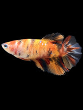 Load image into Gallery viewer, TOP GRADE Female Halfmoon - Galaxy #066 - Live Betta Fish

