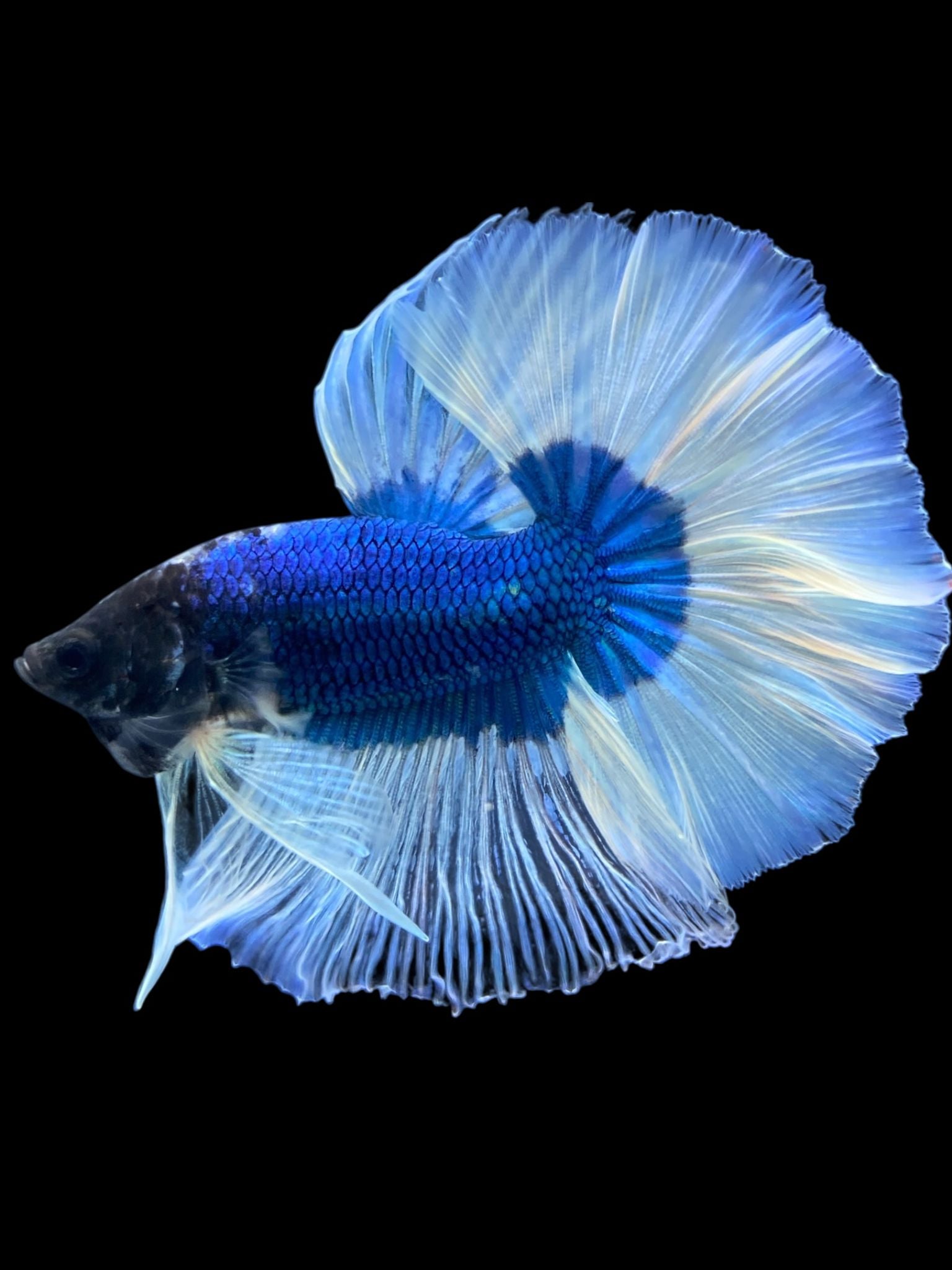 Male Halfmoon - Blue Butterfly #069 - Live Betta Fish – Tucky's Bettas