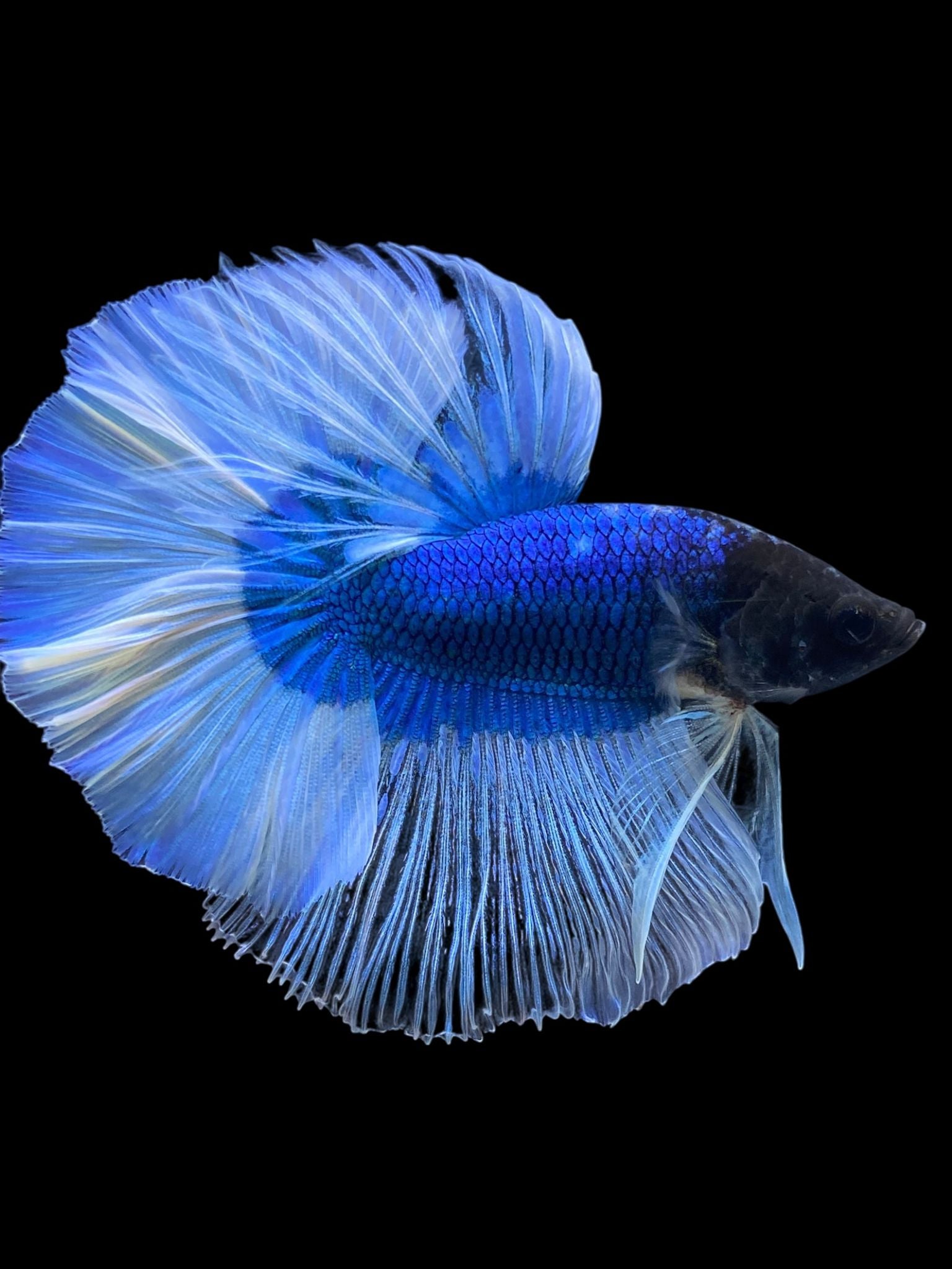 Male Halfmoon - Blue Butterfly #069 - Live Betta Fish – Tucky's Bettas