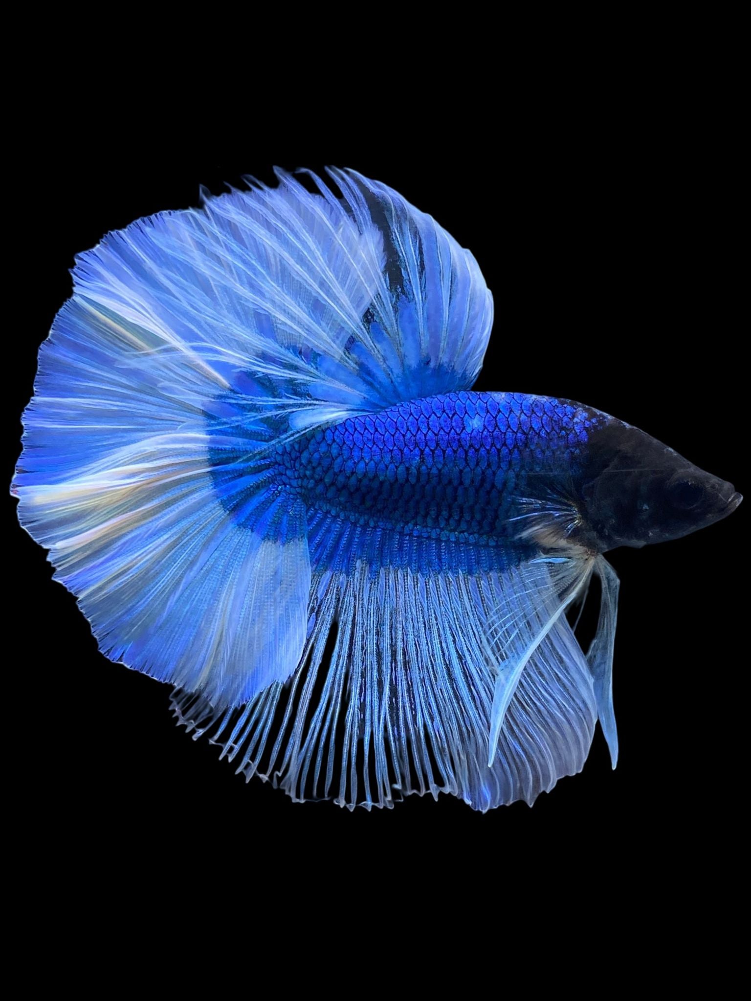 Male Halfmoon - Blue Butterfly #069 - Live Betta Fish – Tucky's Bettas