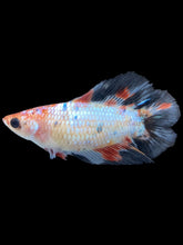 Load image into Gallery viewer, TOP GRADE Female Fullmoon - Galaxy #070 - Live Betta Fish
