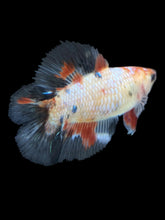 Load image into Gallery viewer, TOP GRADE Female Fullmoon - Galaxy #070 - Live Betta Fish

