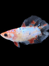 Load image into Gallery viewer, TOP GRADE Female Fullmoon - Galaxy #070 - Live Betta Fish
