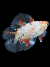 Load image into Gallery viewer, TOP GRADE Female Fullmoon - Galaxy #070 - Live Betta Fish
