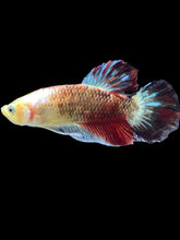 Load image into Gallery viewer, GIANT Male Halfmoon Plakat - Tancho #075 - Live Betta Fish
