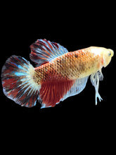 Load image into Gallery viewer, GIANT Male Halfmoon Plakat - Tancho #075 - Live Betta Fish
