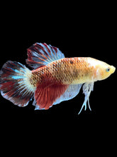 Load image into Gallery viewer, GIANT Male Halfmoon Plakat - Tancho #075 - Live Betta Fish
