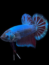 Load image into Gallery viewer, GIANT Male Halfmoon Plakat - Fancy Dragon #078 - Live Betta Fish
