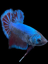 Load image into Gallery viewer, GIANT Male Halfmoon Plakat - Fancy Dragon #078 - Live Betta Fish

