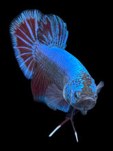 Load image into Gallery viewer, GIANT Male Halfmoon Plakat - Fancy Dragon #078 - Live Betta Fish
