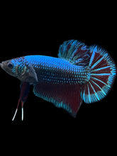 Load image into Gallery viewer, GIANT Male Halfmoon Plakat - Fancy Dragon #078 - Live Betta Fish
