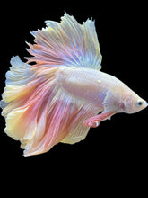 Load image into Gallery viewer, Male Rosetail - Pastel Pink #079 - Live Betta Fish
