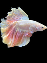 Load image into Gallery viewer, Male Rosetail - Pastel Pink #079 - Live Betta Fish
