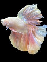 Load image into Gallery viewer, Male Rosetail - Pastel Pink #079 - Live Betta Fish
