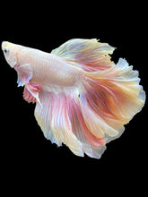 Load image into Gallery viewer, Male Rosetail - Pastel Pink #079 - Live Betta Fish
