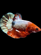 Load image into Gallery viewer, Male Halfmoon Plakat - Red FCCP #081 - Live Betta Fish
