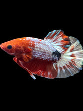 Load image into Gallery viewer, Male Halfmoon Plakat - Red FCCP #081 - Live Betta Fish
