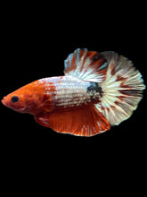 Load image into Gallery viewer, Male Halfmoon Plakat - Red FCCP #081 - Live Betta Fish

