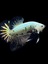 Load image into Gallery viewer, Male Halfmoon Plakat - Black Dragon #082 - Live Betta Fish
