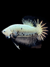 Load image into Gallery viewer, Male Halfmoon Plakat - Black Dragon #082 - Live Betta Fish
