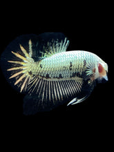Load image into Gallery viewer, Male Halfmoon Plakat - Black Dragon #082 - Live Betta Fish
