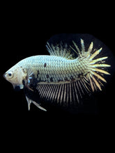 Load image into Gallery viewer, Male Halfmoon Plakat - Black Dragon #082 - Live Betta Fish
