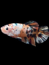 Load image into Gallery viewer, GIANT Male Halfmoon Plakat - Candy Copper #083 - Live Betta Fish
