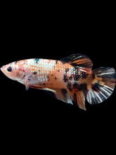 Load image into Gallery viewer, GIANT Male Halfmoon Plakat - Candy Copper #083 - Live Betta Fish
