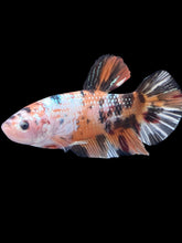 Load image into Gallery viewer, GIANT Male Halfmoon Plakat - Candy Copper #083 - Live Betta Fish
