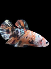 Load image into Gallery viewer, GIANT Male Halfmoon Plakat - Candy Copper #083 - Live Betta Fish
