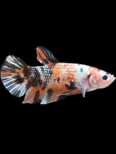 Load image into Gallery viewer, GIANT Male Halfmoon Plakat - Candy Copper #083 - Live Betta Fish
