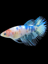 Load image into Gallery viewer, TOP GRADE Female Crowntail - Dot #086 - Live Betta Fish
