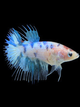 Load image into Gallery viewer, TOP GRADE Female Crowntail - Dot #086 - Live Betta Fish

