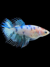Load image into Gallery viewer, TOP GRADE Female Crowntail - Dot #086 - Live Betta Fish
