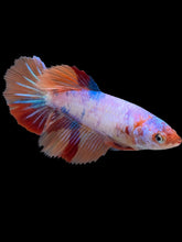 Load image into Gallery viewer, TOP GRADE Female Halfmoon - Multicolor #087 - Live Betta Fish
