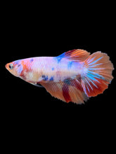Load image into Gallery viewer, TOP GRADE Female Halfmoon - Multicolor #087 - Live Betta Fish
