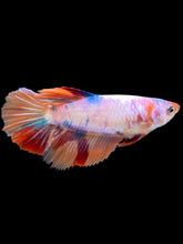 Load image into Gallery viewer, TOP GRADE Female Halfmoon - Multicolor #087 - Live Betta Fish
