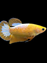 Load image into Gallery viewer, Female Halfmoon Plakat - Yellow FCCP #089 - Live Betta Fish
