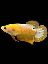 Load image into Gallery viewer, Female Halfmoon Plakat - Yellow FCCP #089 - Live Betta Fish
